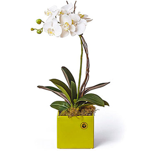 Phalaenopsis Plant