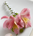 The FTD Pink Peruvian Lily Boutonniere