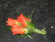 Orange Spray Rose Boutonniere