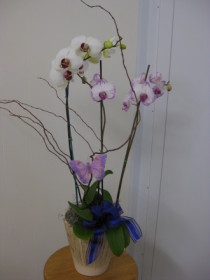 Three Spike Phalaenopisi Orchid Plant