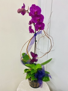 Butterfly Orchid Purple