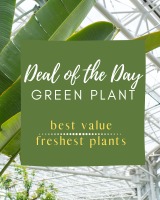 Green Plant Deal of the Day