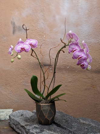 Double stems Orchid plant 