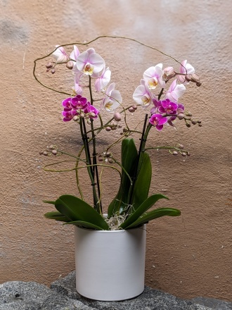 Double stems Orchid Arrangment