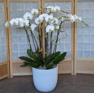 Orchid arrangement 