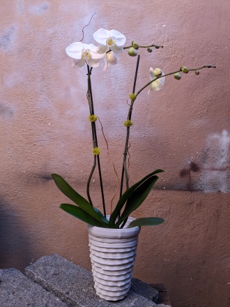 Double stems orchid 