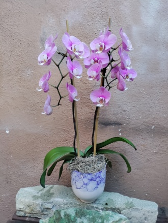 Double stems Orchid plant 