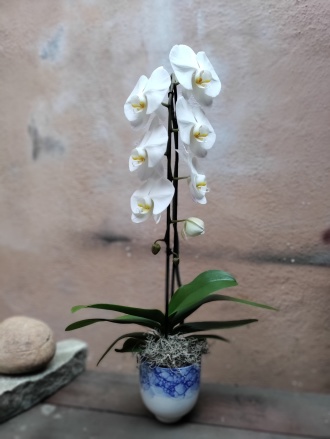 Single stem orchid
