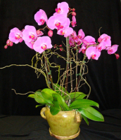 Deluxe Lavender Phalaenopsis Orchid