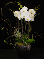 Deluxe White Phalaenopsis Orchid