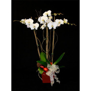 Festive Orchid Planter