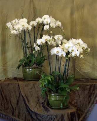 Orchid Planter 4BOP
