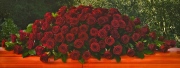 Red Rose Casket Cover 16ACC