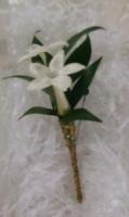 Stephanotis with Brown and Green Trim