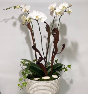 Deluxe Orchid Planter 