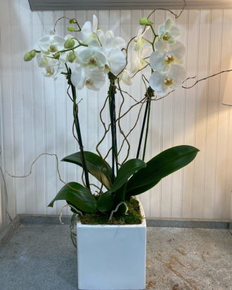 Double the Love Orchid Planter