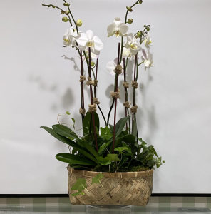 Luxe Orchid Basket 