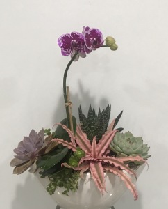 Orchid and Succulent Planter 