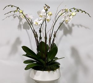 Orchid Housewarmer 