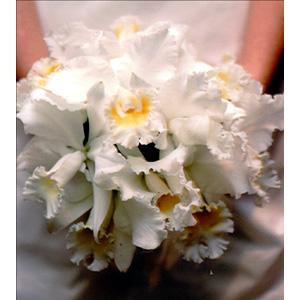 Cattleya Bouquet
