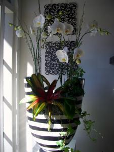 Orchids and Bromeliads
