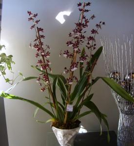 Chocolate Orchids