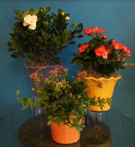 Indoor Flowering Plants
