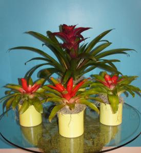 Tropical Bromeliads