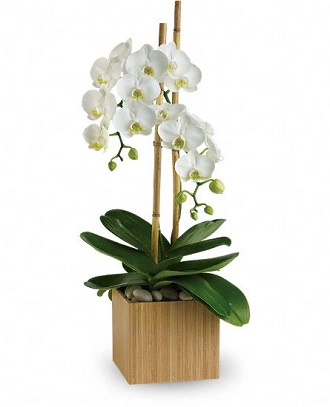 Teleflora\'s Opulent Orchids