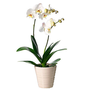 Single Plant Phalaenopsis