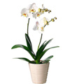 Single Plant Phalaenopsis
