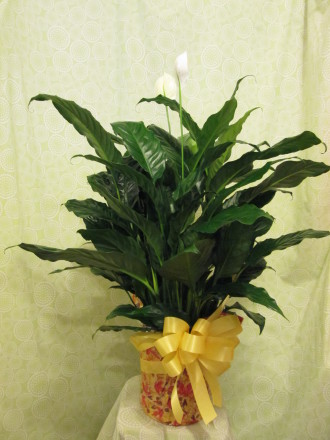 Peace Lily 8