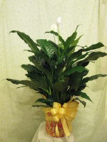 Peace Lily 8