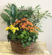 Blooming and green plants in basket