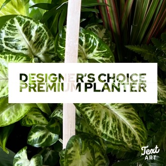 Premium  Designer\'s Choice Planter