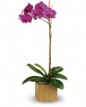 TF Imperial Purple Orchid