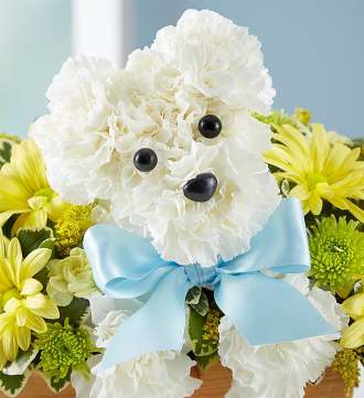 1-800-Flowers It\'s a-DOG-able Boy