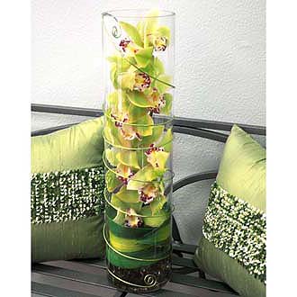 Contemporary Green Orchid Cylinder Arrangement