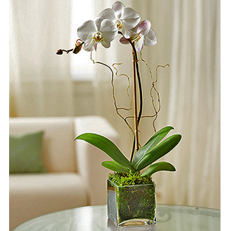 Orchid In Cube