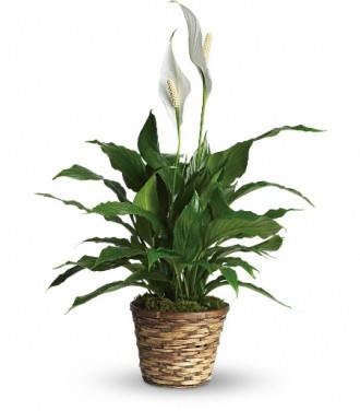 Flowers By Bauers Spathiphyllum Small