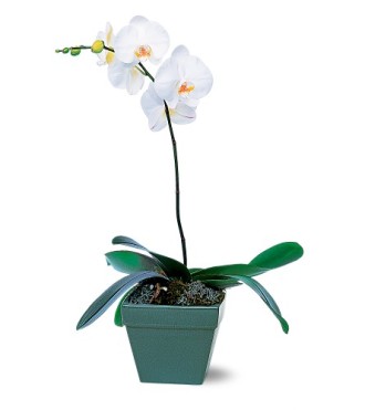 Phalaenopsis Orchid Sale Cash and Carry