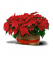 Flowers By Bauers Double Poinsettia Basket
