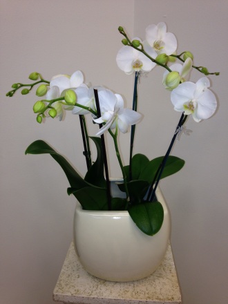 WHITE ORCHID 4-STEM PLANT