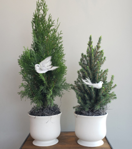 Living Memorial Evergreen Tree To Plant Outdoors (With White Dove of Peace)