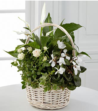 Blooming & green plants for same day delivery to the home, business or funeral home in Grand Rapids, Mi or worldwide with Sunnyslope Floral