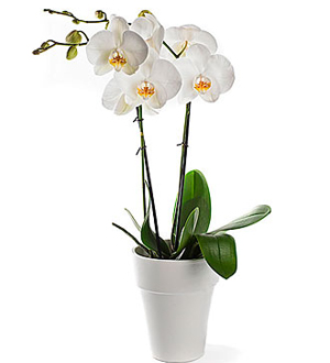 Orchid, Inclusive Pot
