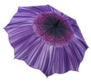 Purple Gerbera Daisy