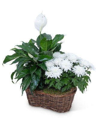Peace Lily with White Mum Plant