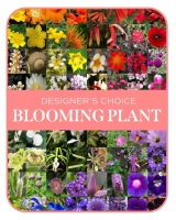 In-Season Blooming Plant