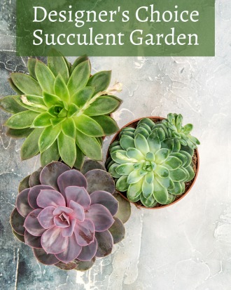 Designer\'s Choice Succulent Garden